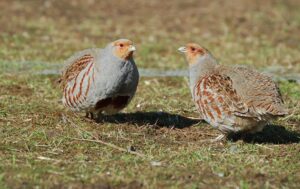 Grey Partridge