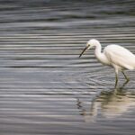 Preparations are underway for the creation of a new nature reserve in St Asaph.