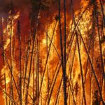 Study reveals 60% increase in global CO2 emissions from forest fires